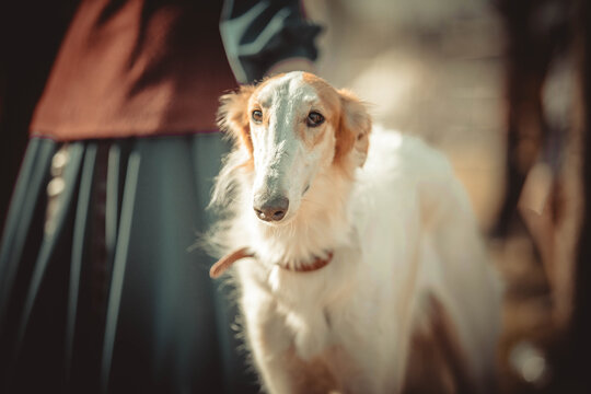 Closeup Taigan breed of dog
