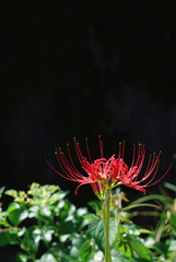 伊勢原にて田園地帯に咲く秋の彼岸花と赤トンボ