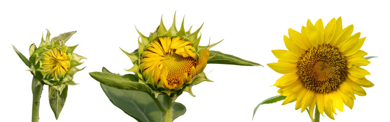 Blooming of sunflower from bud to beautiful flower isolated isloated on white.