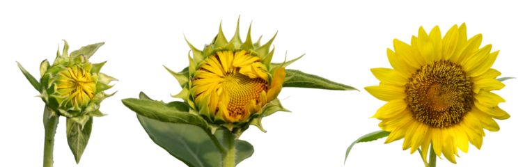 Blooming of sunflower from bud to beautiful flower isolated isloated on white.