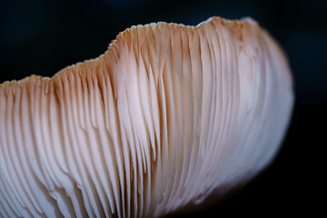 Mushroom gills in detail. Abstract nature background, macro shot