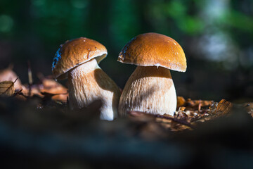 Cep is also known as cèpes or porcini. It is an edible mushroom and a real delicacy.