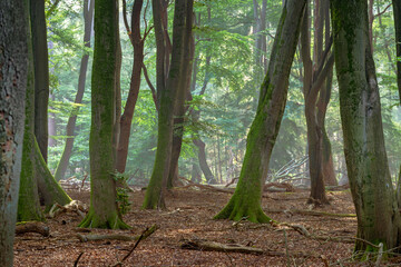 Beech forest with crooked trees and natural decay