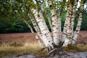 Open Moorland with small oak tree at sunset