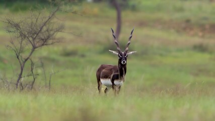 blackbuck (Antilope cervicapra), also known as the Indian antelope from Jayamangali Blackbuck Conservation Reserve