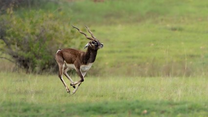 blackbuck (Antilope cervicapra), also known as the Indian antelope from Jayamangali Blackbuck Conservation Reserve