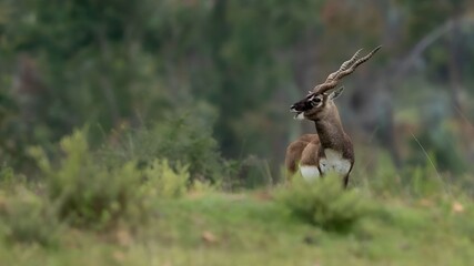 blackbuck (Antilope cervicapra), also known as the Indian antelope from Jayamangali Blackbuck Conservation Reserve © Banu