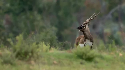 Fototapeten Antilope blackbuck (Antilope cervicapra), also known as the Indian antelope from Jayamangali Blackbuck Conservation Reserve  © Banu