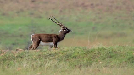blackbuck (Antilope cervicapra), also known as the Indian antelope from Jayamangali Blackbuck...
