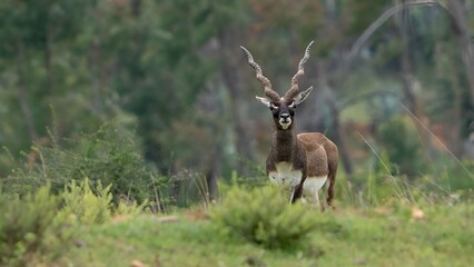 blackbuck (Antilope cervicapra), also known as the Indian antelope from Jayamangali Blackbuck Conservation Reserve