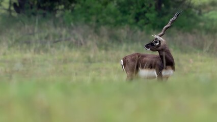 blackbuck (Antilope cervicapra), also known as the Indian antelope from Jayamangali Blackbuck Conservation Reserve