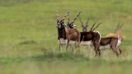 blackbuck (Antilope cervicapra), also known as the Indian antelope from Jayamangali Blackbuck Conservation Reserve