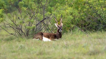 blackbuck (Antilope cervicapra), also known as the Indian antelope from Jayamangali Blackbuck Conservation Reserve