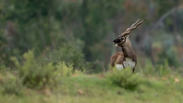 blackbuck (Antilope cervicapra), also known as the Indian antelope from Jayamangali Blackbuck Conservation Reserve
