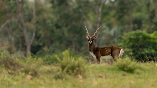 blackbuck (Antilope cervicapra), also known as the Indian antelope from Jayamangali Blackbuck Conservation Reserve