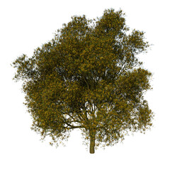 Front view tree ( Yellow Flamboyant tree 3 ) png
