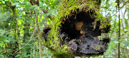Musgo verde no troncofloresta