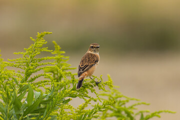 花粉を飛散させる植物とノビタキ