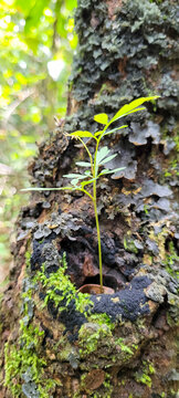 Floresta germinando
