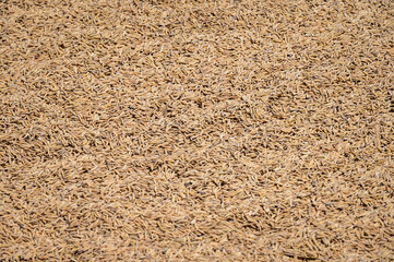 Full frame shot of rice paddy drying in the sun after harvesting. Drying reduces the moisture content in the grain which is a requisite if it is to be stored.