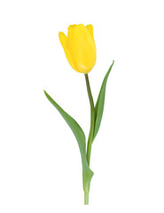 One yellow tulip isolated on transparent background