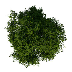 Top view tree ( Adolescent American sweetgum storax tree 2 ) white background alpha png