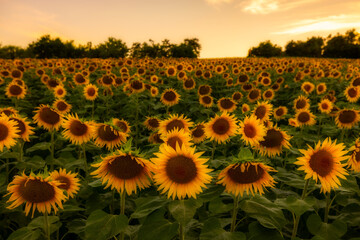 Obraz premium Sonnenblume