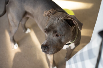 pitbull puppy close up has spotted something of interest with a shallow depth of field