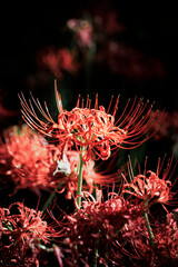 木漏れ日に照らされる真っ赤な曼珠沙華