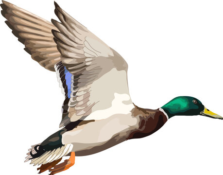 Flying Wild Duck Realistic Vector Illustration Icon.