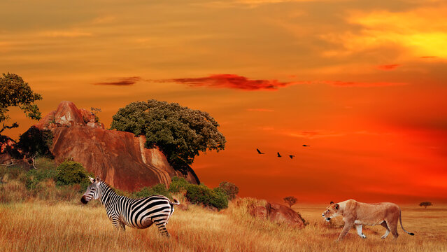 Lioness hunting for zebra. Wild Africa. Serengeti National Park in Tanzania.