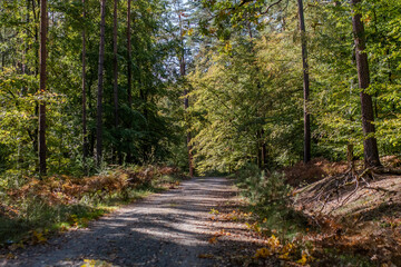 Naklejka premium Ścieżka rowerowa las Mierzei Wiślanej