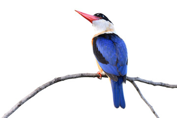 blue bird with wondering face while alerting to invading enemy, black-capped kingfisher isolated on white