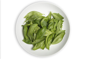green basil leaves in the pot on the white background
