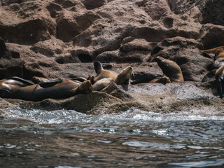 Sea lions sleeping,  Baja California, Mexico