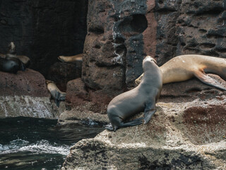 Sea lions sleeping,  Baja California, Mexico