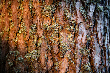 Pine bark with sun glare close-up. The bark of an old tree in the soft sunset light close-up. High contrast full frame photograph of the surface of a tree trunk.