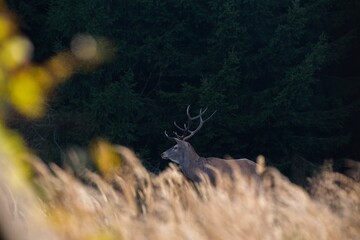 Wild red deer male, Cervus elaphus, roaring during autumn rut in a meadow of mountain forest. Natural environment, wild animal.