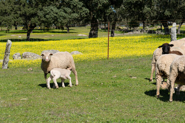 Obraz premium cordero toma leche de su madre junto al rebaño y una oveja negra