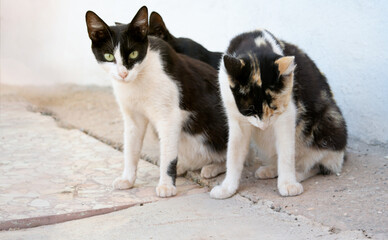 Gatos callerejos sobre la acera miran fijamente de frente