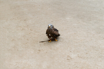 Milano real sobre fondo gris en una exhibición de aves rapaces