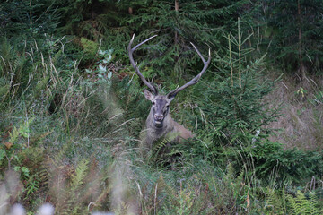 Wild red deer male, Cervus elaphus, roaring during autumn rut in a meadow of mountain forest. Natural environment, wild animal.