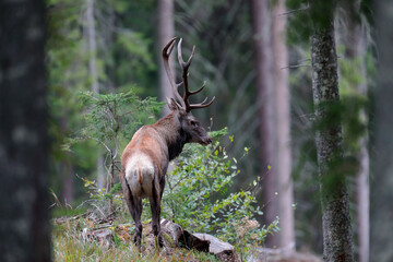 Wild red deer male, Cervus elaphus, roaring during autumn rut in a meadow of mountain forest. Natural environment, wild animal.