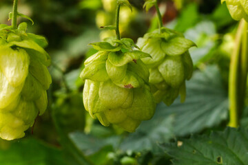 Farming and agriculture concept. Green fresh ripe organic hop cones for making beer and bread,...