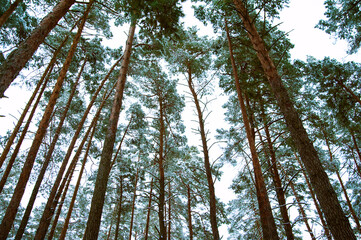 Fototapeta premium Winter forest of snow-covered pine trees close-up and copy space.,