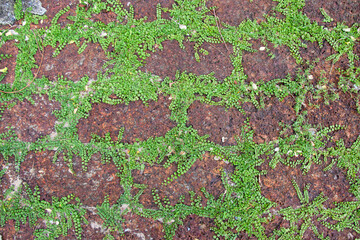 Laterite brick floor with green plants in the groove.