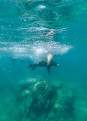 Fototapeta na wymiar Sea lions underwater, Baja California, Mexico