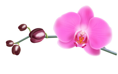 Różowa orchidea - gałązka z pąkami i pięknymi rozwiniętymi kwiatami. Ręcznie rysowana botaniczna ilustracja. - obrazy, fototapety, plakaty