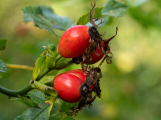 Rose hip bush with red berries. Rose hip.