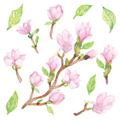 Watercolor hand painted nature floral set with pink magnolia blossom flowers with green leaves on brown branch collection on the white background for design elements